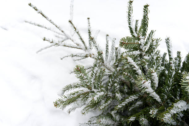 Snow delicately blankets pine branches, highlighting the contrast between deep green needles and crisp white frost
