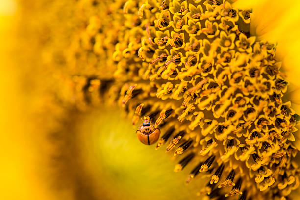 Ladybug is sitting on a yellow flower. The flower is surrounded by many yellow petals