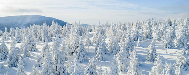 istock Winter mountain landscape with snow covered evergreen forest and soft rolling terrain. Pristine alpine scenery with long shadows, blue tones, and untouched snow under clear winter light. 2255257019