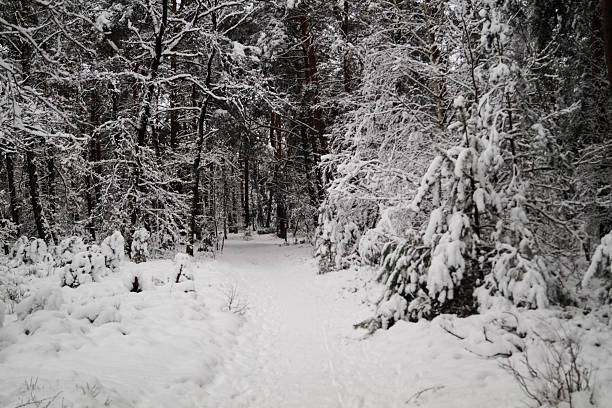Starker Schneefall im Naturschutzgebiet Fischbeker Heide