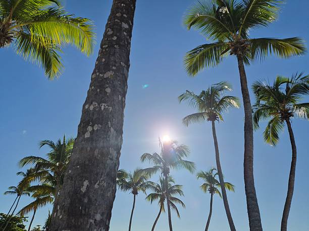 Cayo Levantado Island, Dominican Republic.
