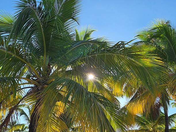 Cayo Levantado Island, Dominican Republic.