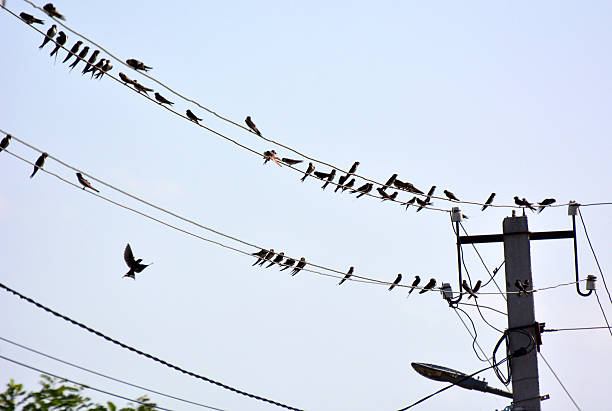 istock Swallows (Hirundo) are sitting on the wires 2255260535