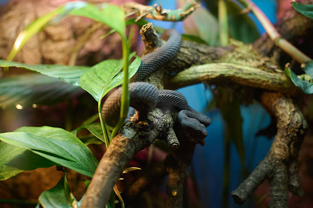 Dark-colored viper snake coiled on a tree branch among green tropical leaves