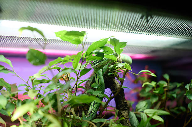 Green arboreal viper camouflaged among tropical leaves in a terrarium under artificial light