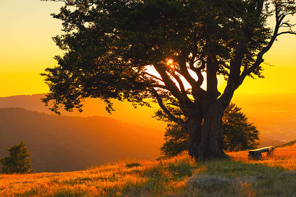 A striking bare tree stands solitary in an open meadow in Denmark, surrounded by light mist at dawn or dusk. The sky radiates warm pink and orange hues, creating a tranquil and ethereal atmosphere.