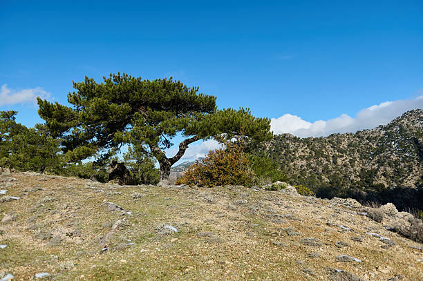 istock Scenic Mountain Landscape With A Bent Pine Tree Under Clear Blue Sky 2255262019
