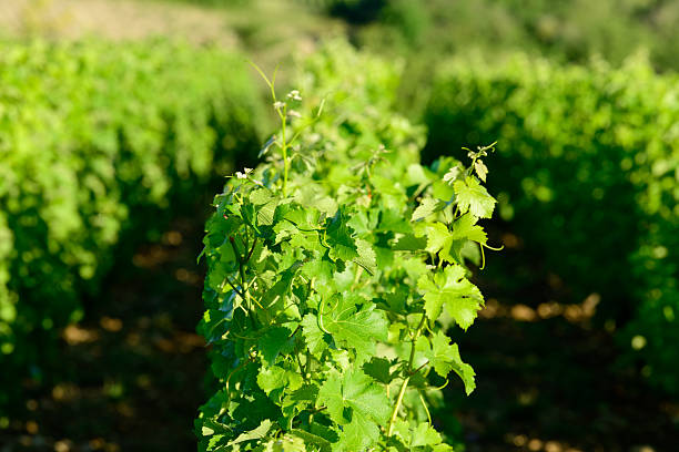 Bright green grapevine leaves fill the foreground, illuminated by warm sunlight in a vineyard near Pouilly sur Loire. The scene features rich foliage, soft focus rows, and a vibrant, natural atmosphere.