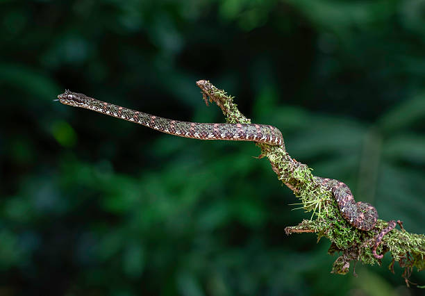 istock Bothriechis schlegelii, the eyelash viper, is a venomous pit viper species found in  Costa Rica 2255263036