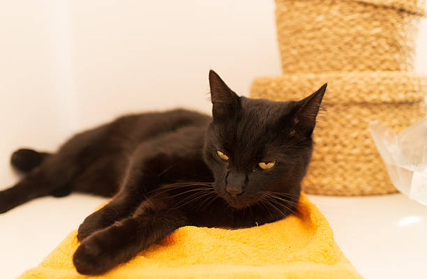 Relaxed black cat lying on a bright yellow towel in a cozy indoor setting. Soft light emphasizes sleek fur, whiskers, and calm expression, perfect for pet care, home comfort, and minimalist animal portrait concepts.