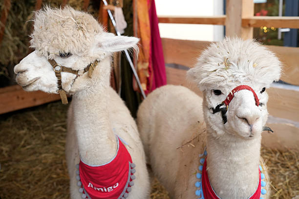 Two fluffy white alpacas, wearing festive red bandanas, stand in a wooden pen with hay.