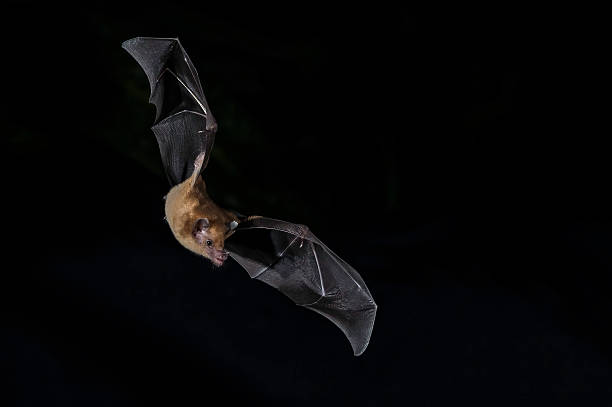 The lesser long-nosed bat (Leptonycteris yerbabuenae) is a medium-sized bat found in Central and North America. Cloud forest in Costa Rica.