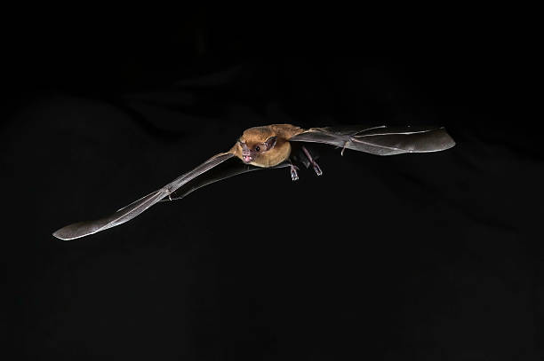 istock The lesser long-nosed bat (Leptonycteris yerbabuenae) is a medium-sized bat found in Central and North America. Cloud forest in Costa Rica. 2255263170