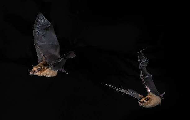 The lesser long-nosed bat (Leptonycteris yerbabuenae) is a medium-sized bat found in Central and North America. Cloud forest in Costa Rica.