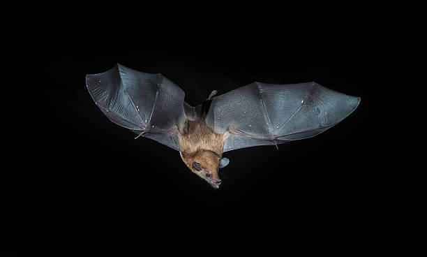 istock The lesser long-nosed bat (Leptonycteris yerbabuenae) is a medium-sized bat found in Central and North America. Cloud forest in Costa Rica. 2255263183