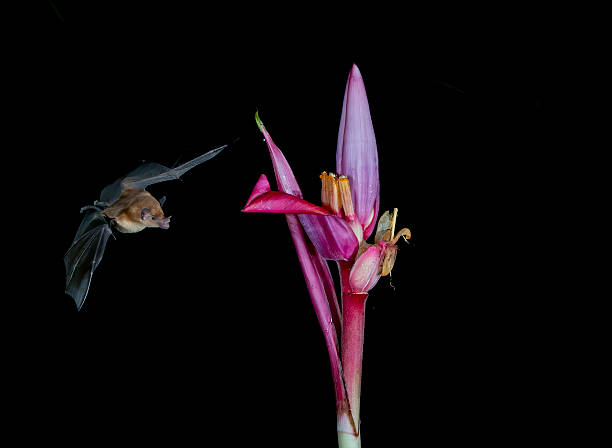 istock The lesser long-nosed bat (Leptonycteris yerbabuenae) is a medium-sized bat found in Central and North America. Cloud forest in Costa Rica. 2255263194
