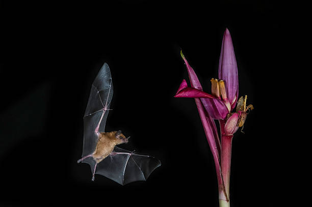 The lesser long-nosed bat (Leptonycteris yerbabuenae) is a medium-sized bat found in Central and North America. Cloud forest in Costa Rica.