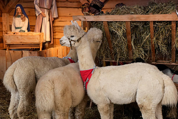 A group of fluffy light-colored alpacas standing in a wooden pen filled with hay