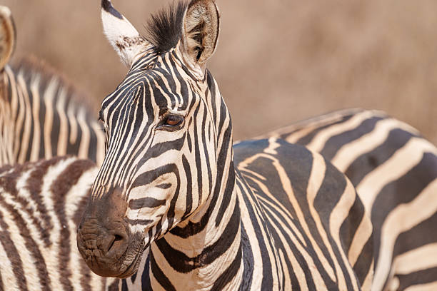 Zebra in a South African Game Reserve. A close up of a Burchell's zebra.