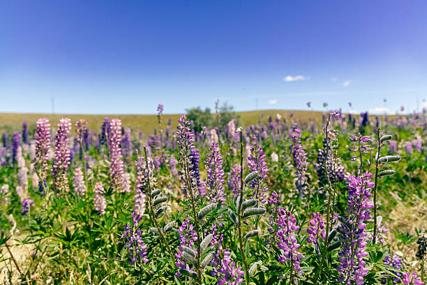 Colorful meadow plants sway below bright horizon flowers blossom blooming