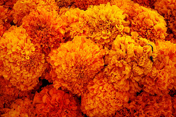 istock Mexican marigold cempasuchil orange flowers 2255265798