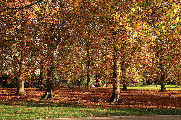 Autumn leaves on two trees