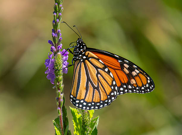 A beautiful and increasingly rare Monarch butterfly perched on a vervain flower in a southern Wisconsin natural area.
