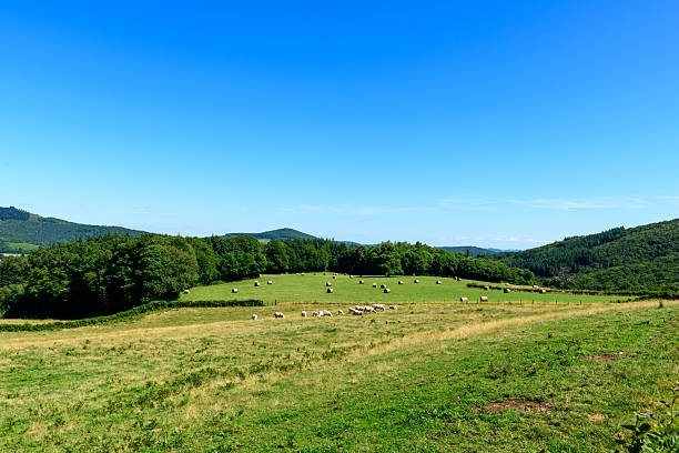 Herd of cows and scattered hay bales in a green open field bordered by dense forest and rolling hills under a clear blue sky in the Morvan countryside. The scene is tranquil, bright, and evokes a peaceful rural atmosphere.