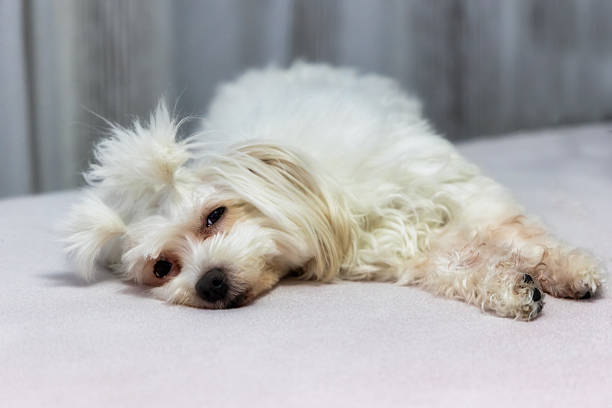 Adorable White Bichon maltese Puppy Portrait