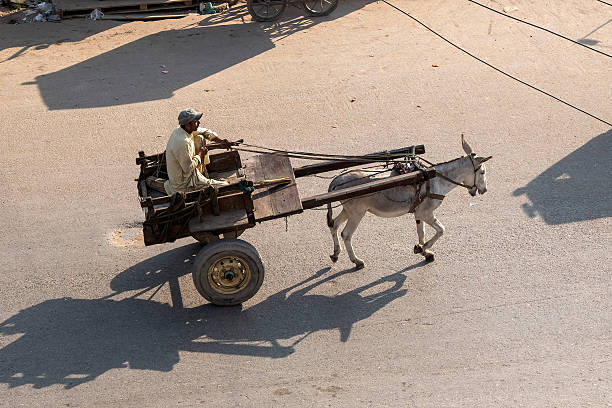Karachi, Pakistan - December, 2025: Pakistani local man on donkey-drawn wagon in Karachi. Donkey carriage.  Traditional national Asian transport. Donkey work