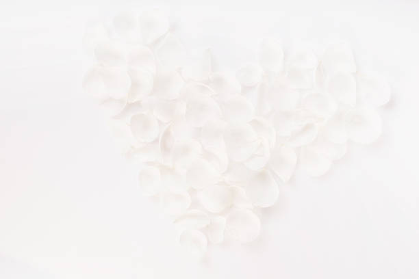 Heart shape made of white rose petals on clean white background. Romantic floral composition symbolizing love, wedding, valentine, engagement and anniversary concepts