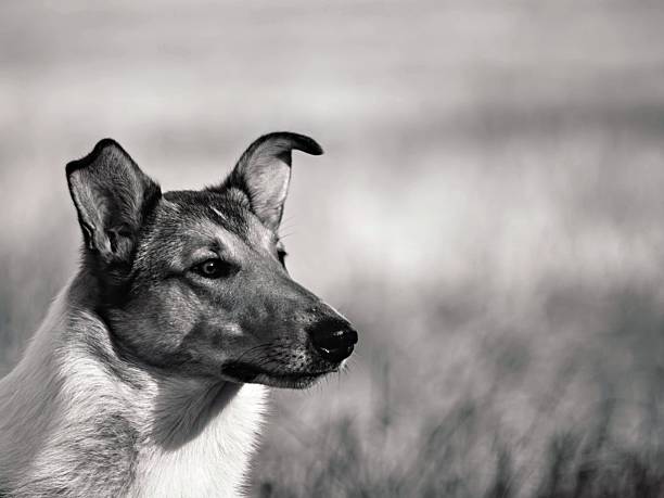 cute thai dog