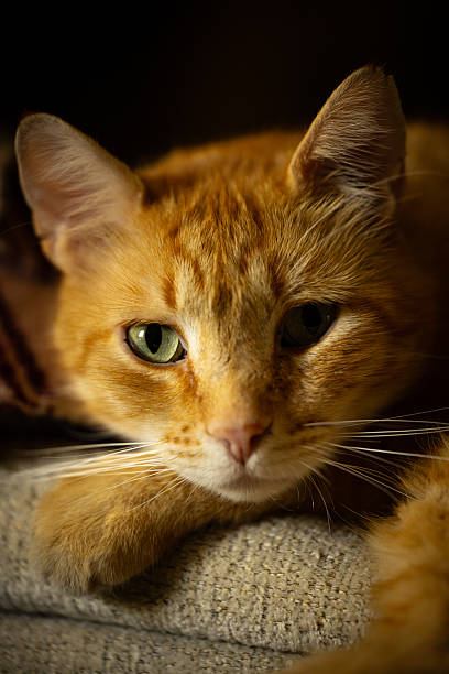 istock Adult Orange House Cat Looking at Camera 2255271638