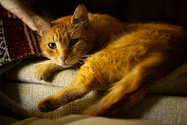 Orange Kitty Laying Down on Couch looking at Camera