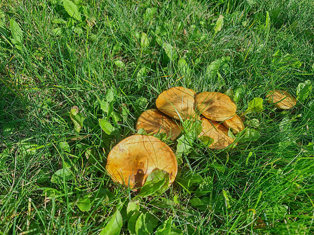 Butter mushrooms in a grass in a forest