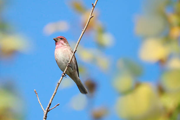 Purple Finch