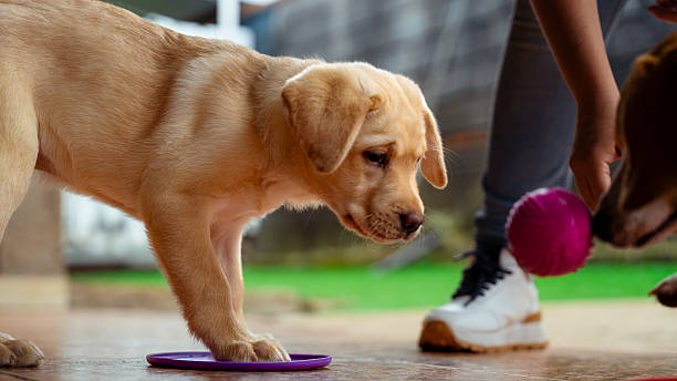 Young labrador puppy showing curiosity during playtime with a person