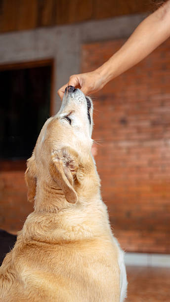 istock Dog receiving treat from human hand during training 2255282011