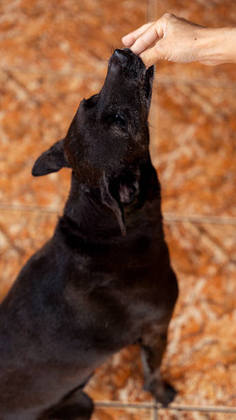 Black dog reaching up to take a snack from a person's hand