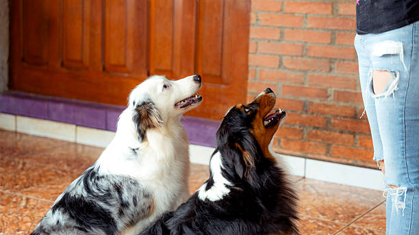 Two attentive dogs sitting patiently, looking up at their owner and waiting for a command