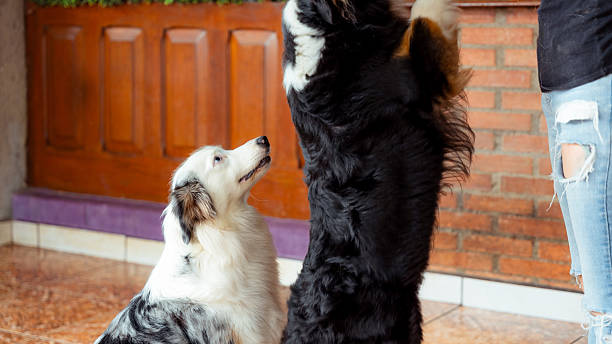 Two domestic dogs interacting with a person, one jumping up, the other sitting and looking up