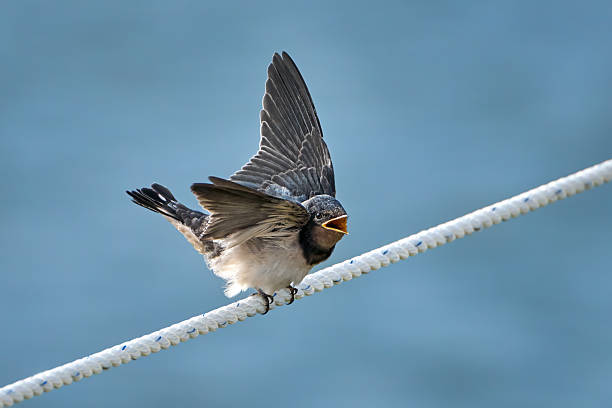 Swallow perched on a rope against a blurred water background.