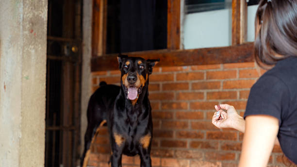 Woman's hand holding a treat for a focused doberman pinscher during training