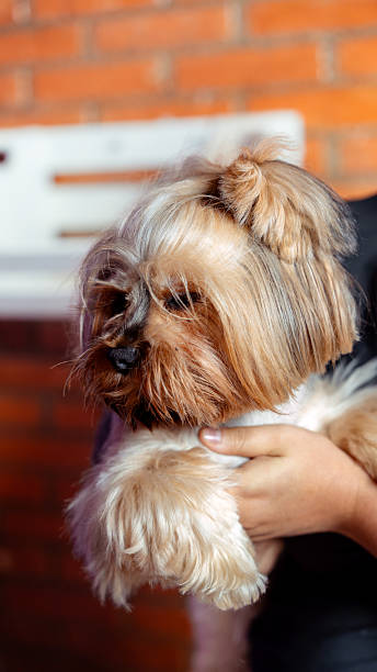 istock Cute yorkshire terrier dog getting groomed with a top knot 2255283286