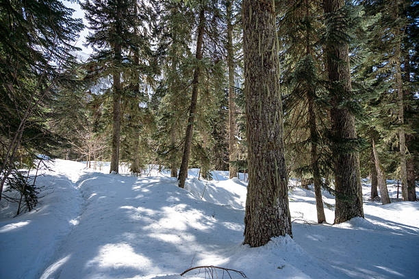 A serene winter woodland featuring tall conifer trees, snow-covered ground, and soft sunlight filtering through branches. The tranquil scene conveys calm, cold air, and natural beauty of an untouched forest in deep winter.