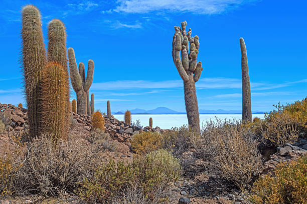 Cactus Atop a Desert Island in the Salt Flats in Salar de Uyuni in Bolivia