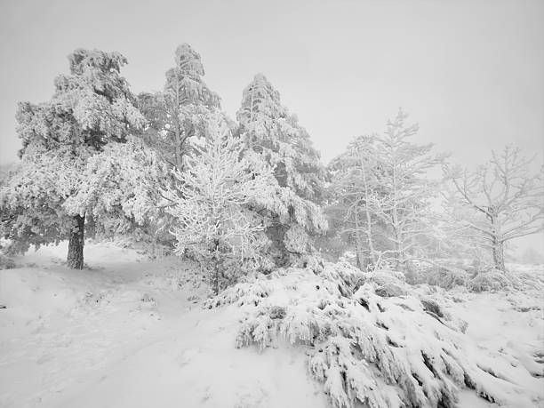 istock Tree covered in snow and frost in a winter landscape 2255284321