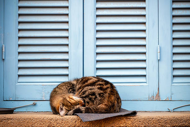 Brown cat on a windowsill: Quiet moment in Nicosia, Cyprus. Calm city life. Copy space image.