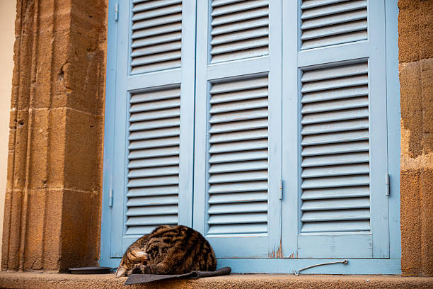 Domestic European shorthair female calico cat, about six months old.