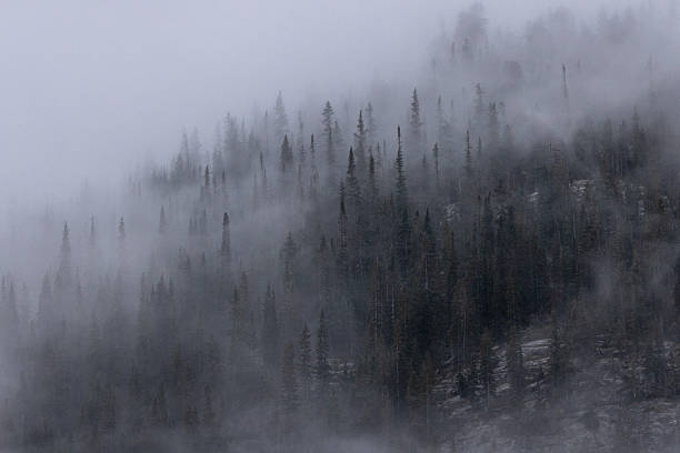 Spooky Foggy Morning in the Mountains at Tree Line. Copy Space. Background